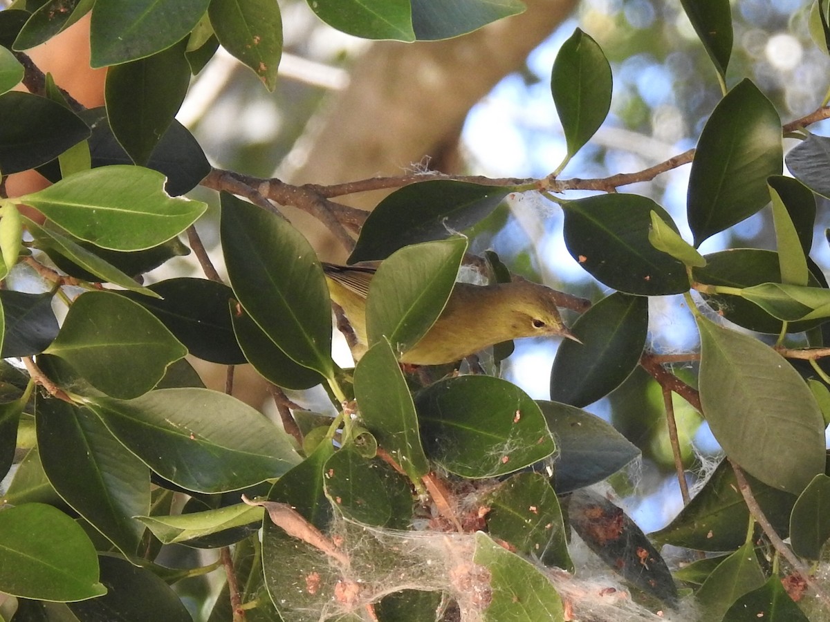Orange-crowned Warbler - Beverley Scott