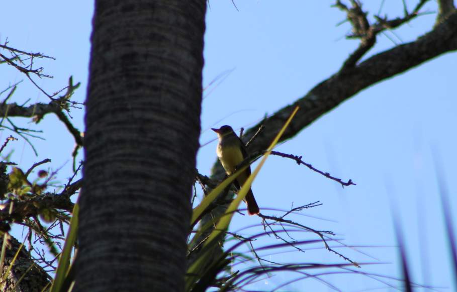 Great Crested Flycatcher - ML197885331