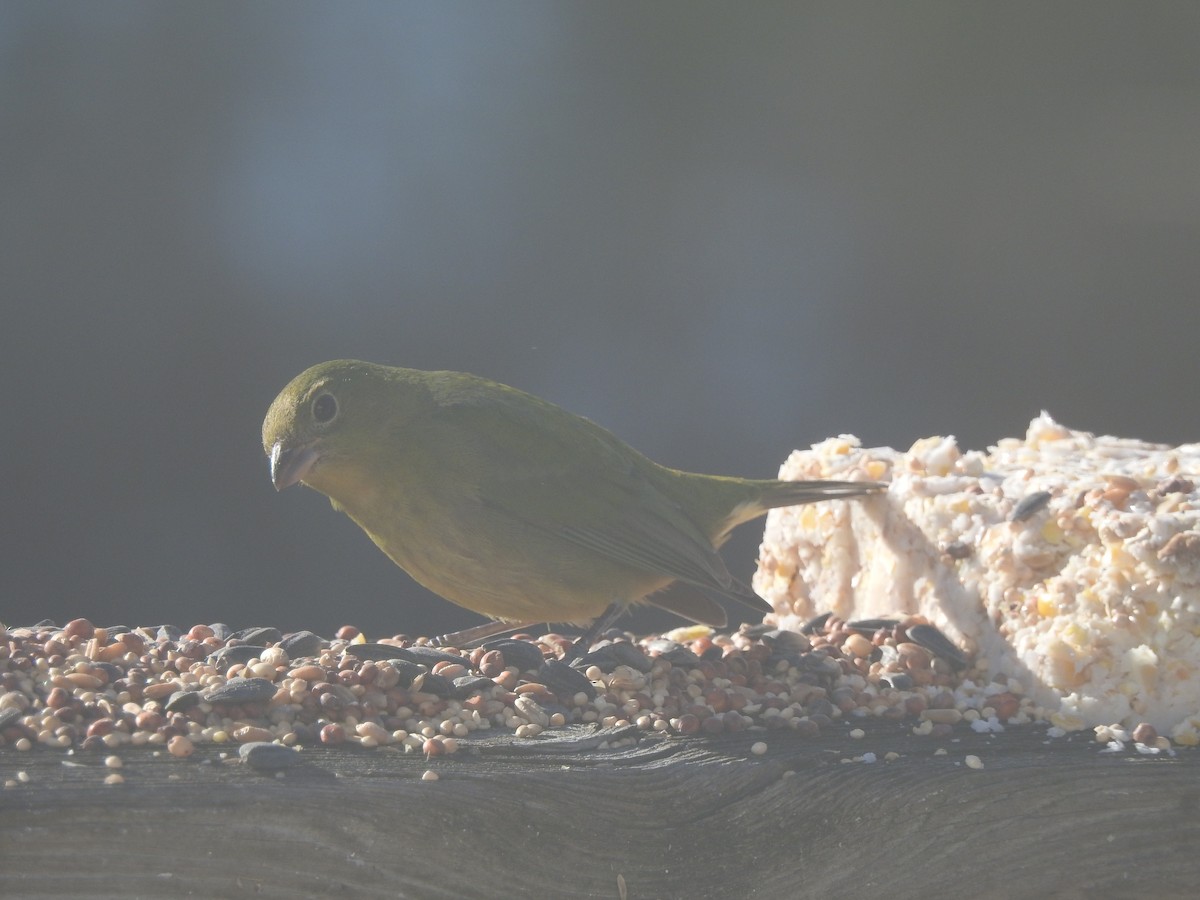 Painted Bunting - ML197885911
