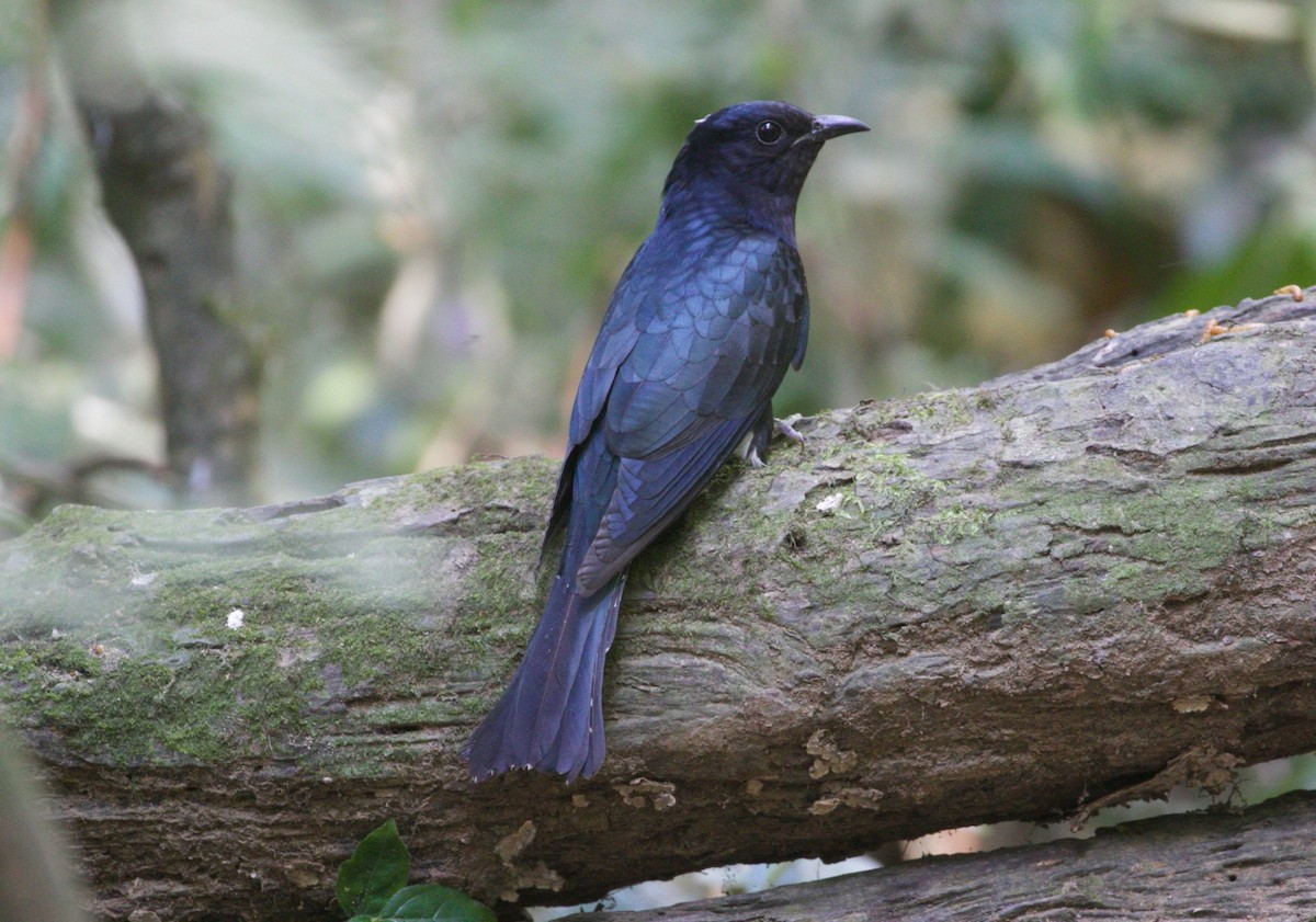 Square-tailed Drongo-Cuckoo - ML197886511