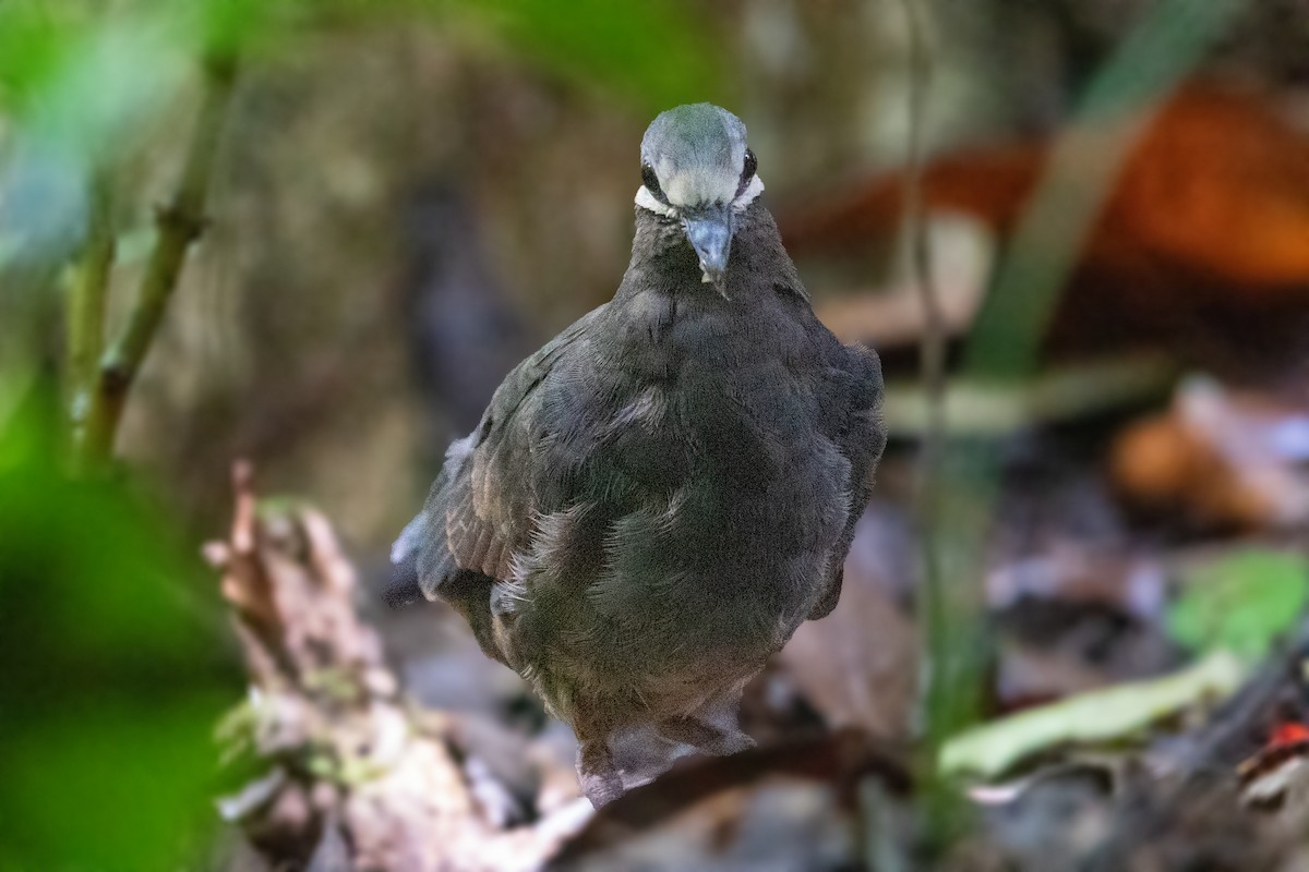 holub olivohřbetý - ML197887091