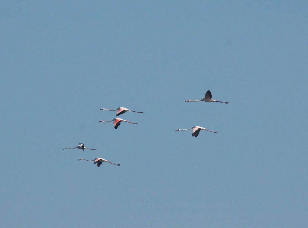Greater Flamingo - Rui Figueiredo