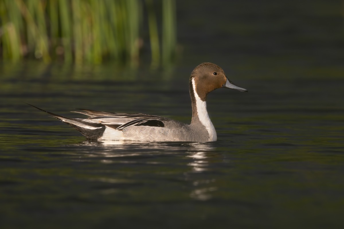 Northern Pintail - Marco Valentini