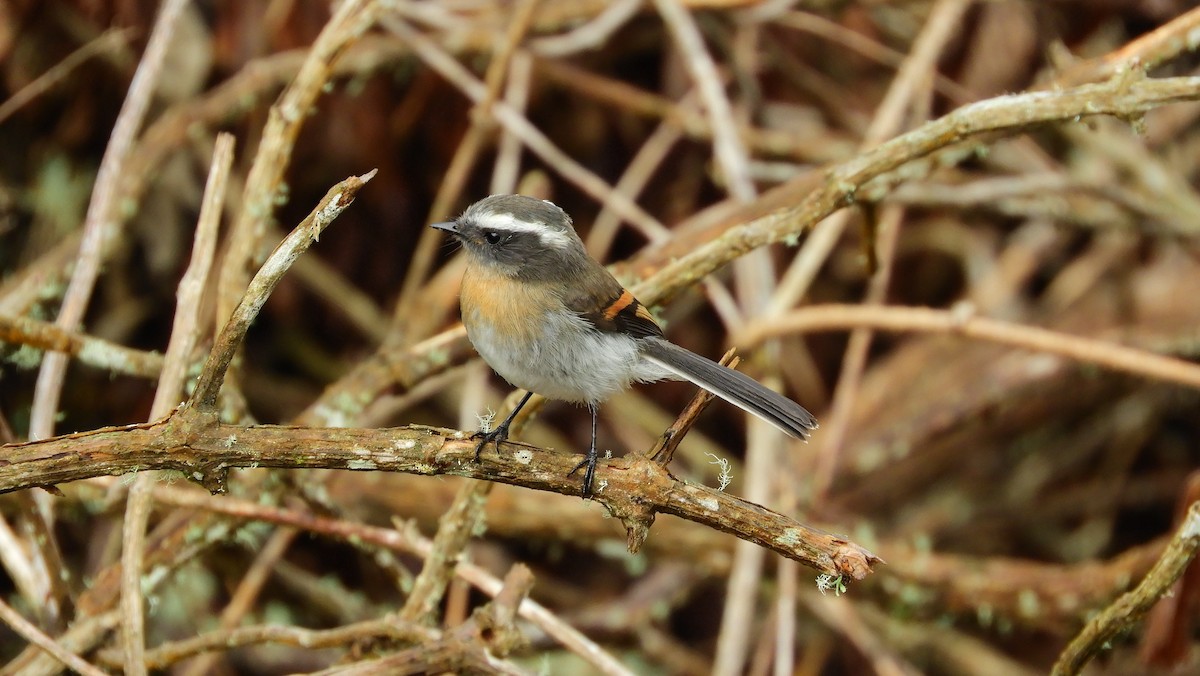 Rufous-breasted Chat-Tyrant - ML197891291