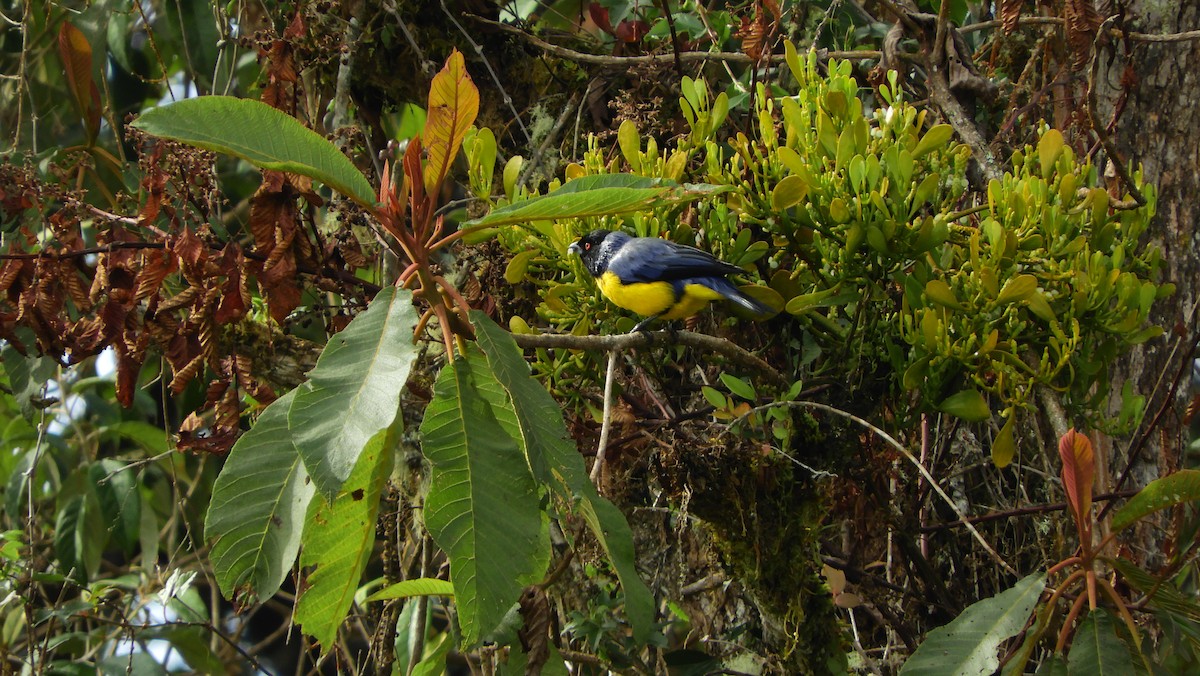 Hooded Mountain Tanager - ML197891331