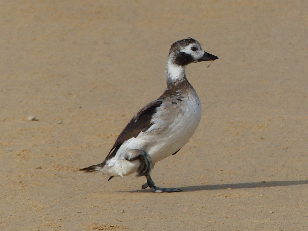 Long-tailed Duck - ML197895311