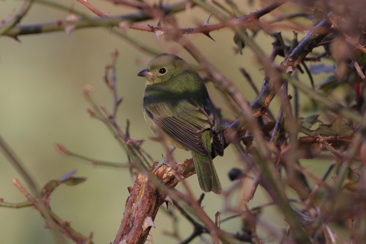 Painted Bunting - ML197896691