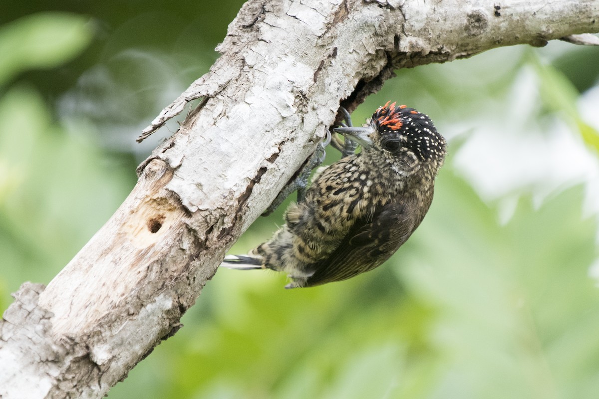 White-wedged Piculet - ML197903041