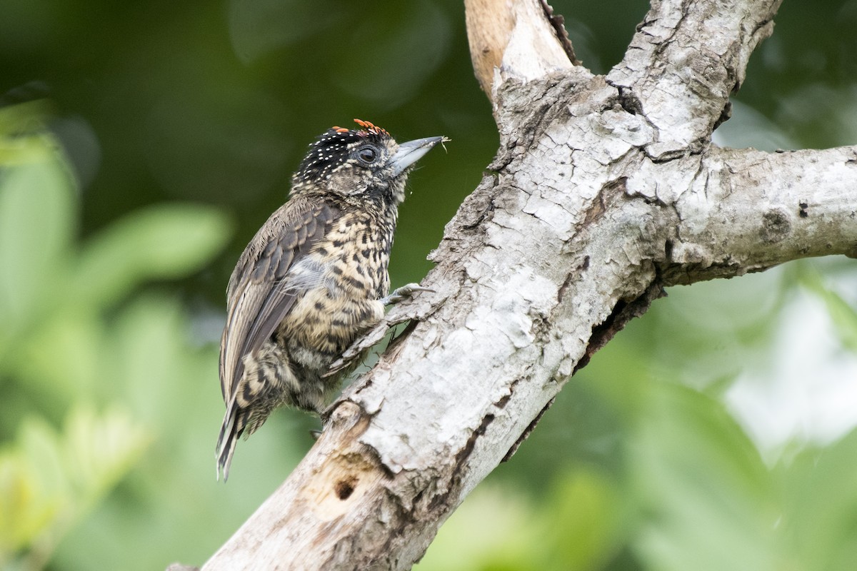 White-wedged Piculet - ML197903061