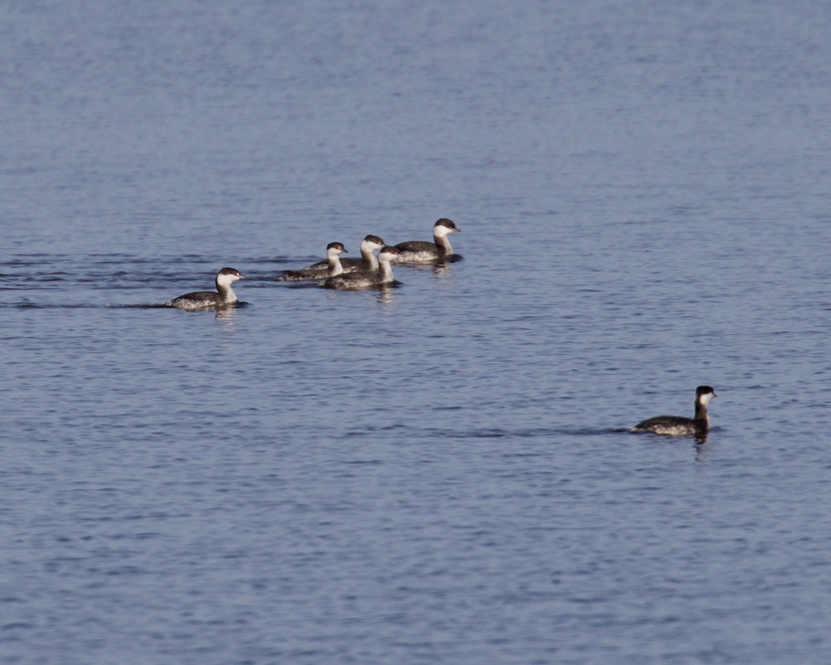 eBird Checklist 6 Jan 2020 Turtle Creek Reservoir 25 species