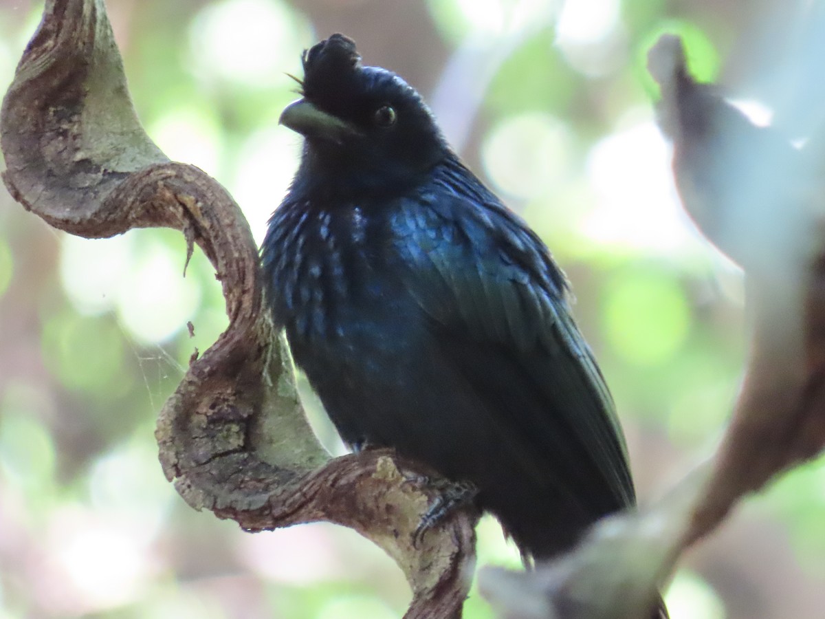 Greater Racket-tailed Drongo - ML197905651