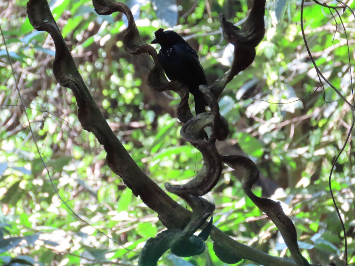Greater Racket-tailed Drongo - ML197905751