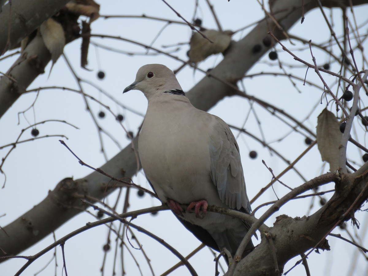 Eurasian Collared-Dove - Aitor Mora Solano