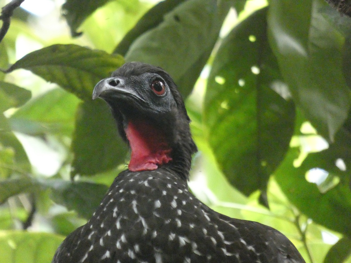 Crested Guan - River Ahlquist
