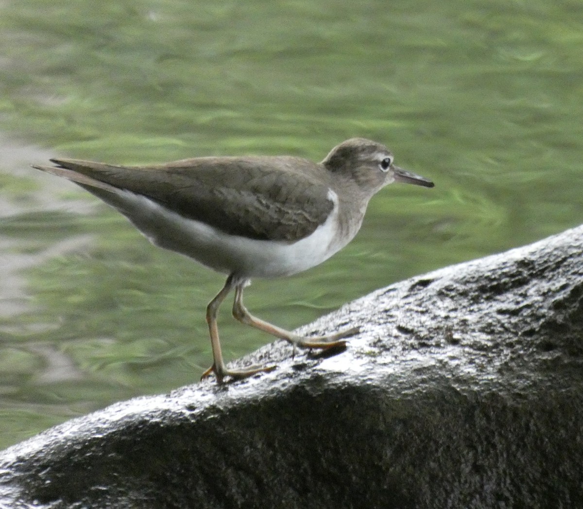 Spotted Sandpiper - River Ahlquist