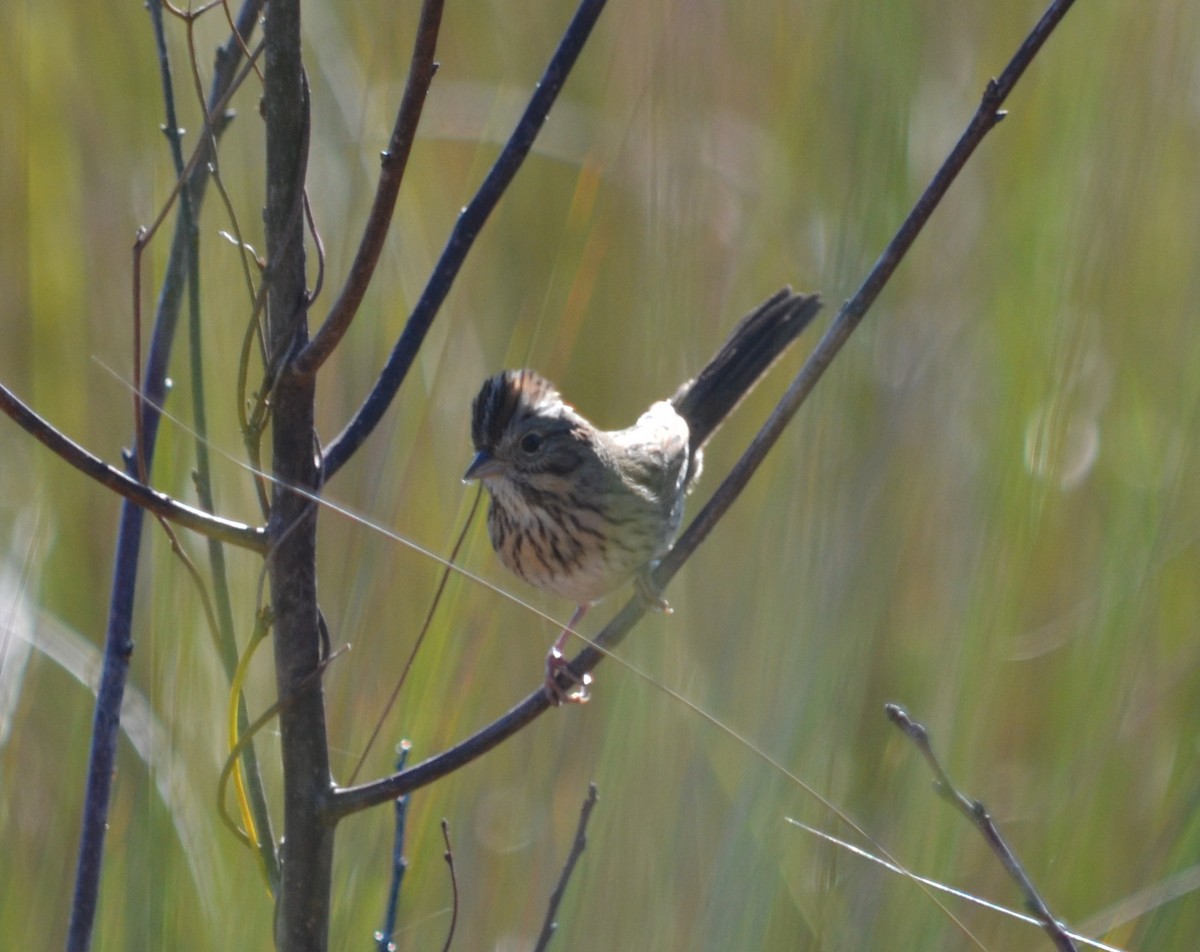 eBird Checklist - 7 Jan 2020 - Guana River WMA - 48 species