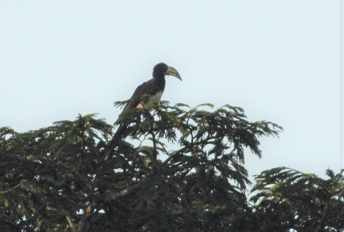 West African Pied Hornbill - ML197933071