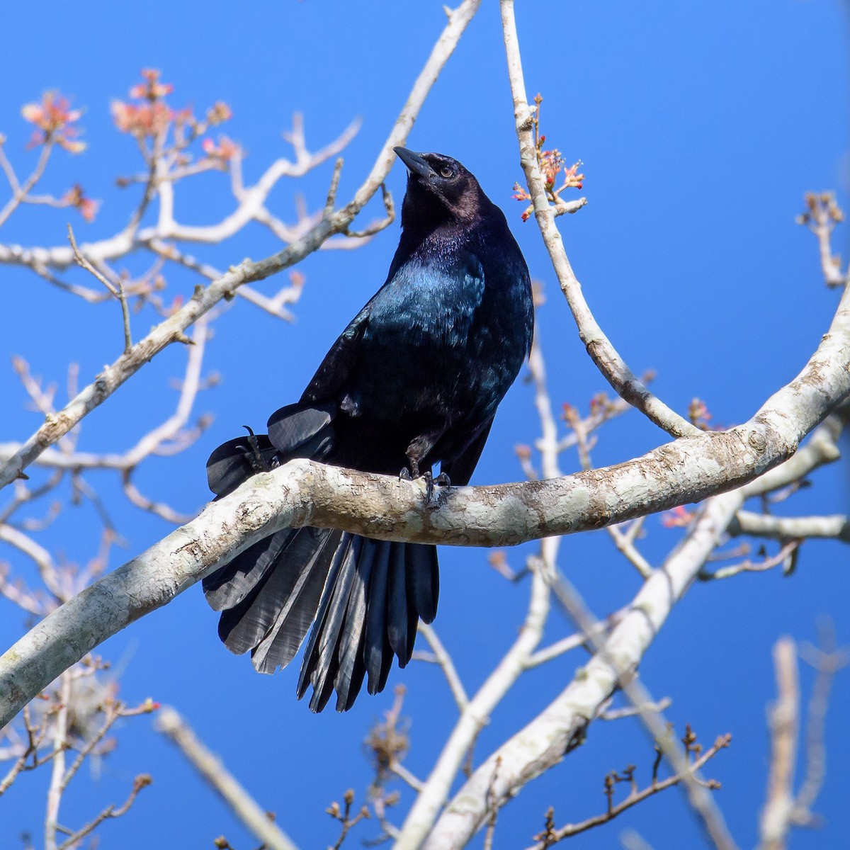 Boat-tailed Grackle - ML197933811