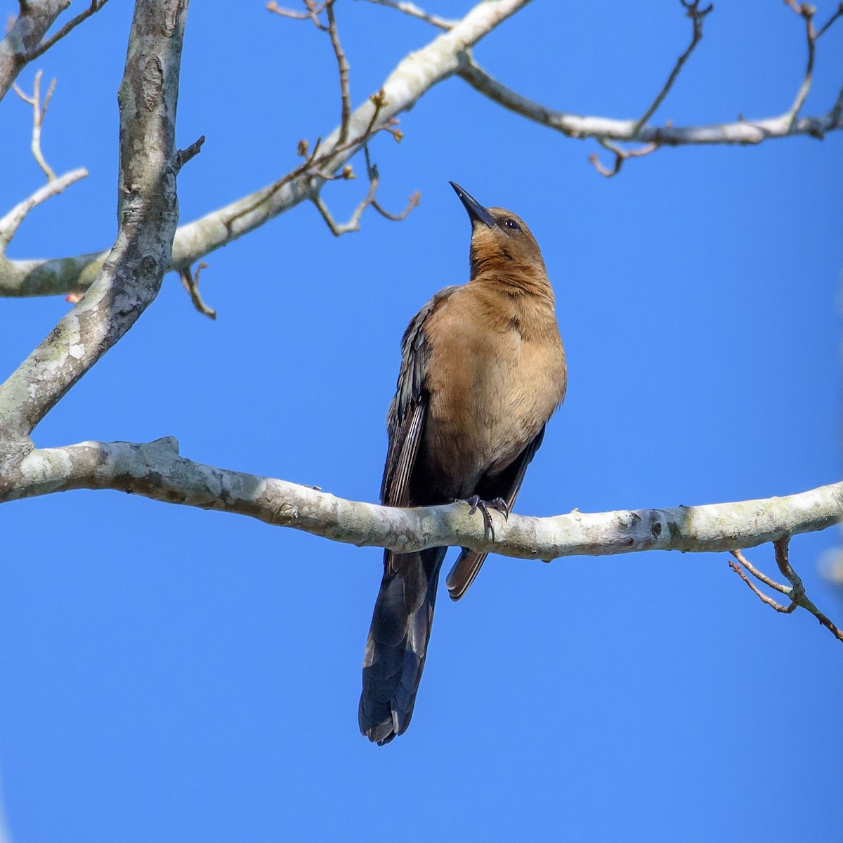 Boat-tailed Grackle - ML197934101