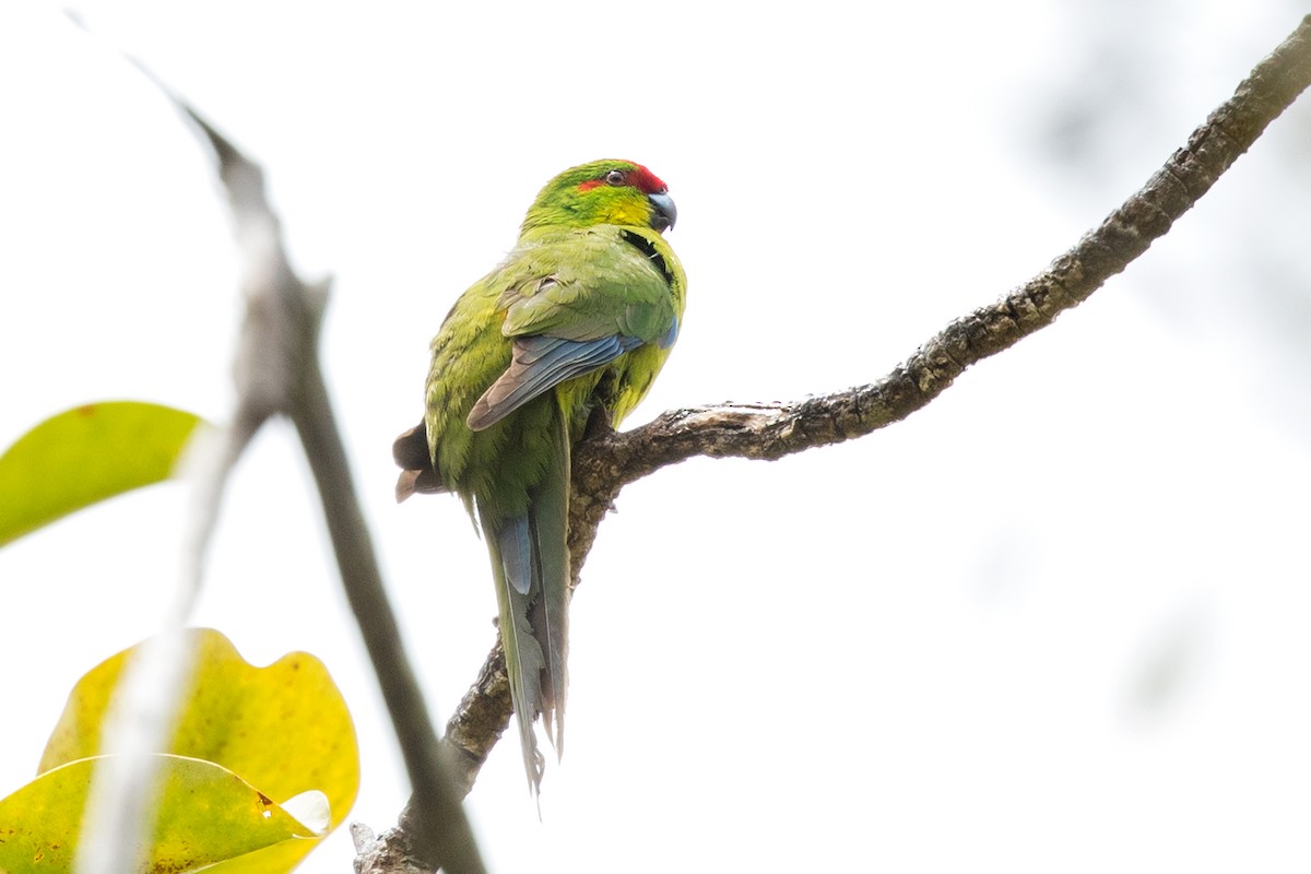 New Caledonian Parakeet - David Irving