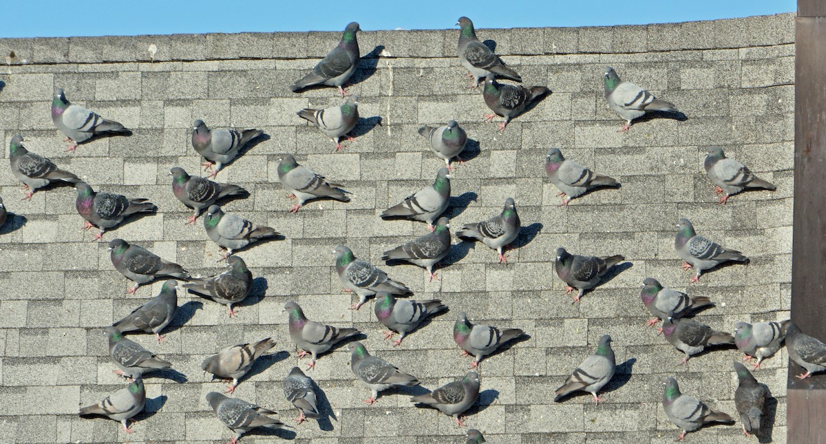 Rock Pigeon (Feral Pigeon) - Michael J Good