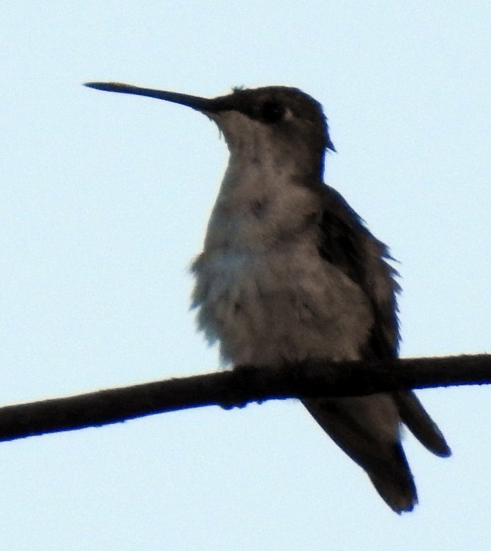 Ruby-throated Hummingbird - Bill Fox