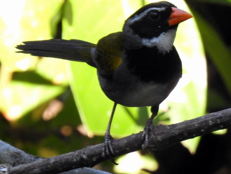 Orange-billed Sparrow - Bill Fox