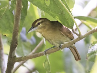  - Russet Antshrike