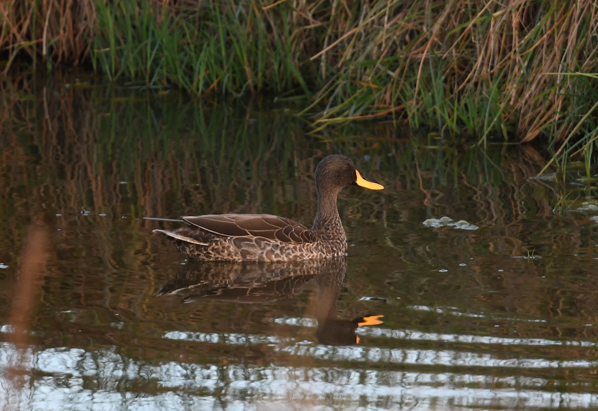 Yellow-billed Duck - Andreas Deissner
