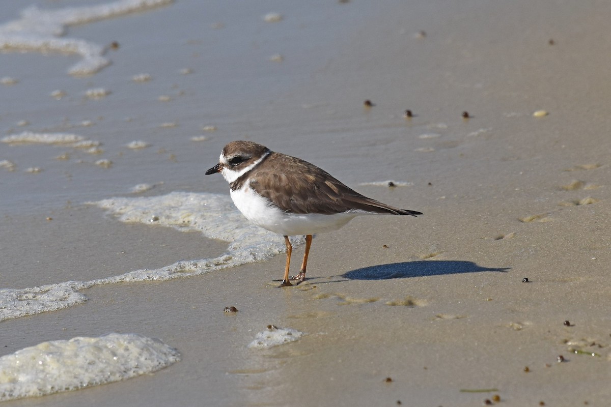 Semipalmated Plover - ML197948981