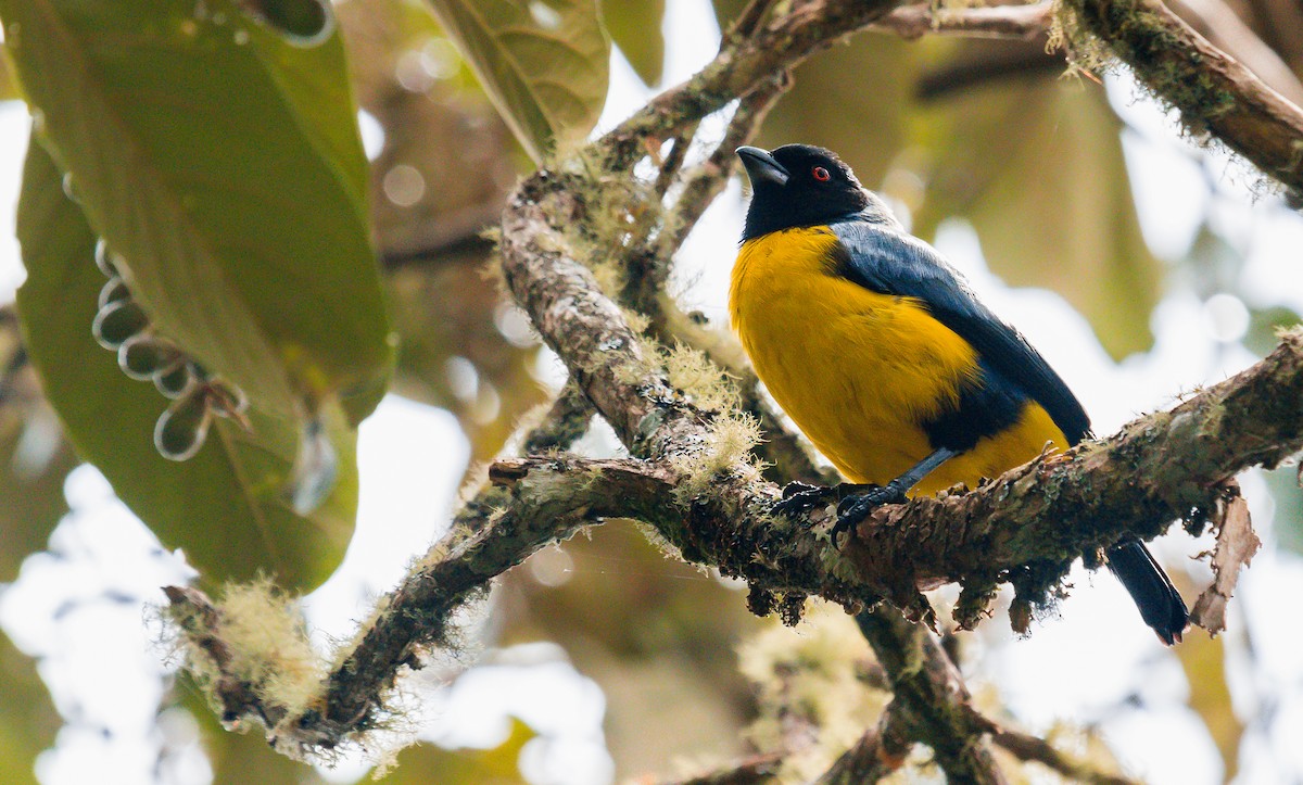 Hooded Mountain Tanager - ML197952751