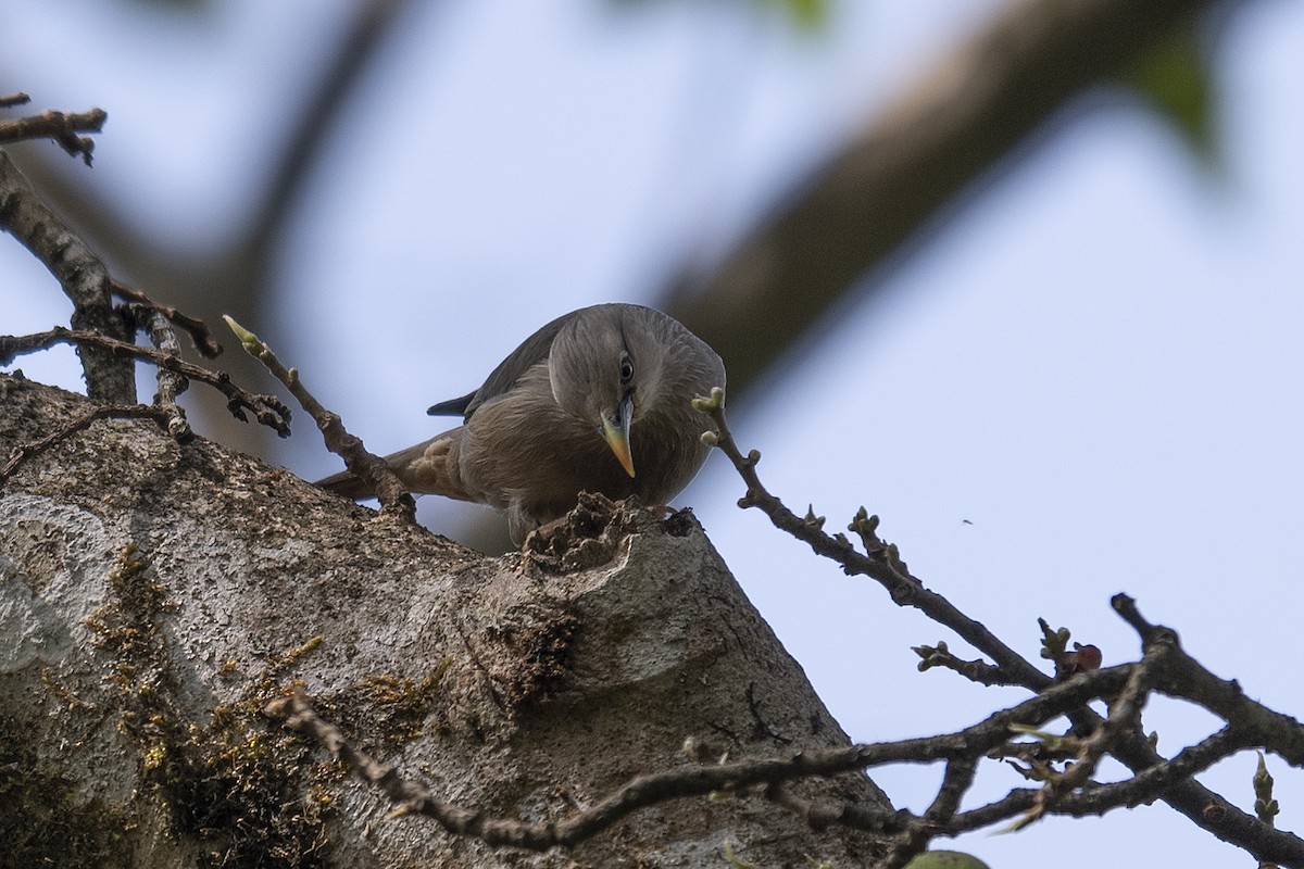 Chestnut-tailed Starling - ML197953501
