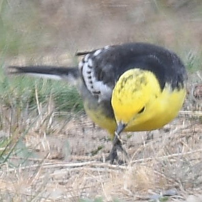 Citrine Wagtail (Black-backed) - ML197954141
