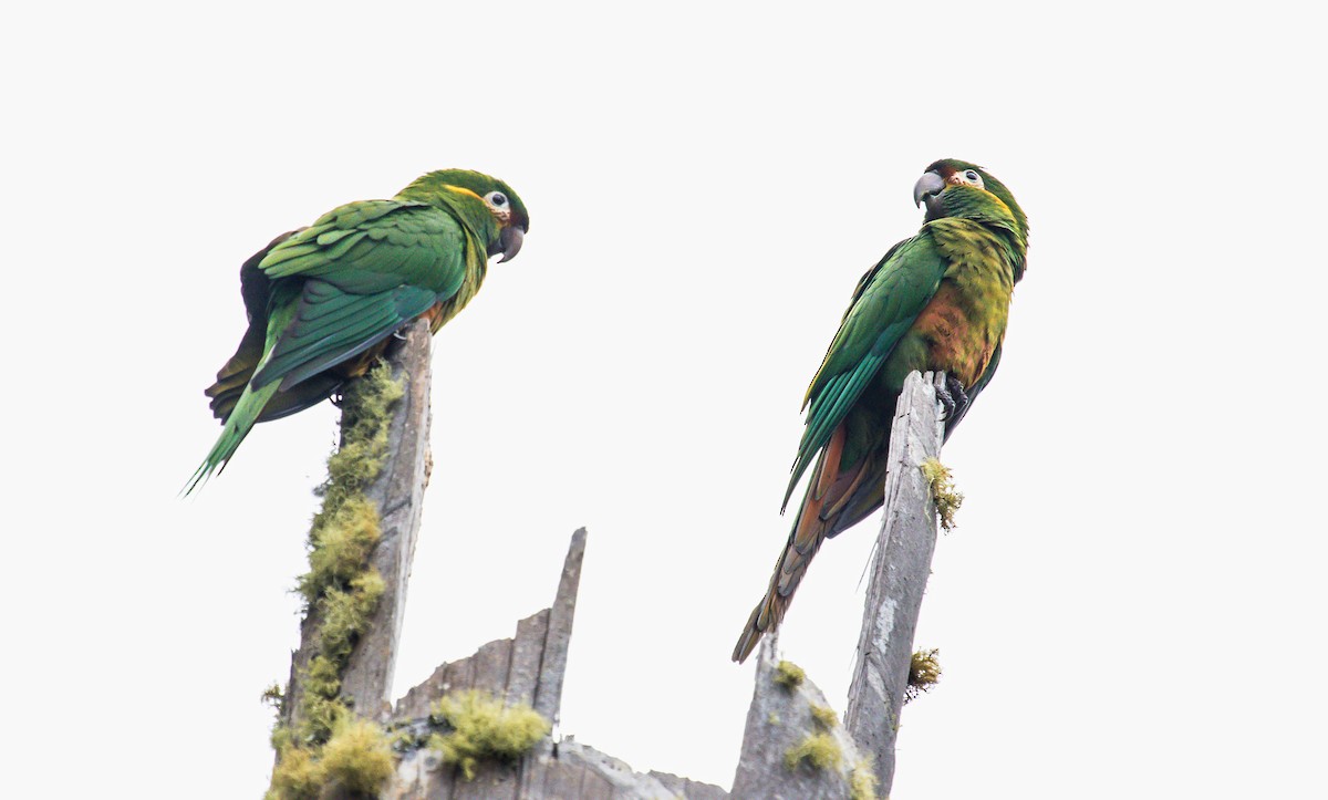 Golden-plumed Parakeet - David Monroy Rengifo