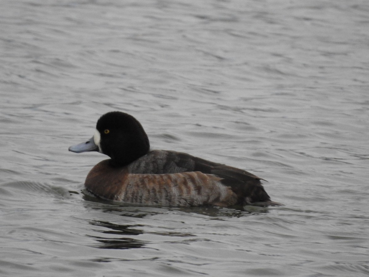 Greater Scaup - ML197959611