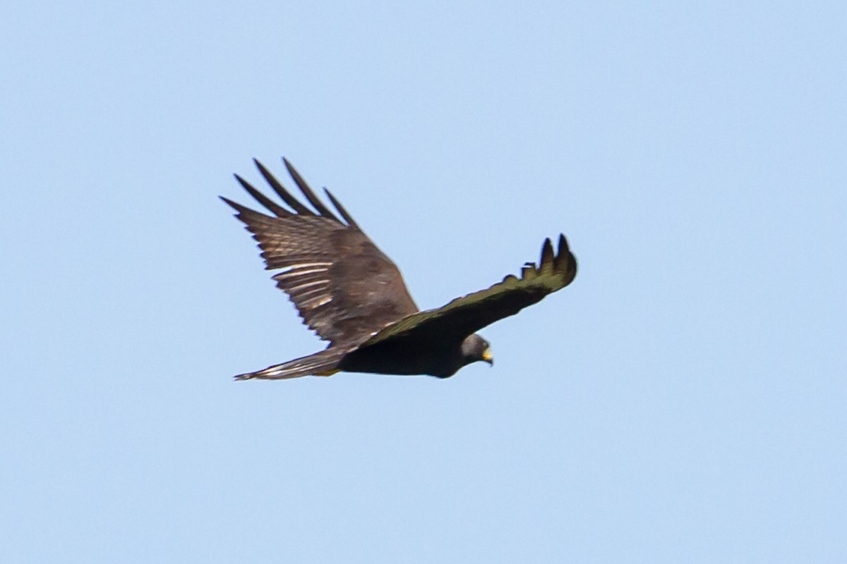 Zone-tailed Hawk - Dasha Gudalewicz