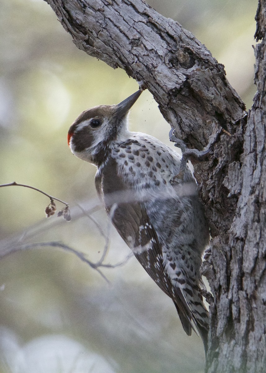 Arizona Woodpecker - ML197966781