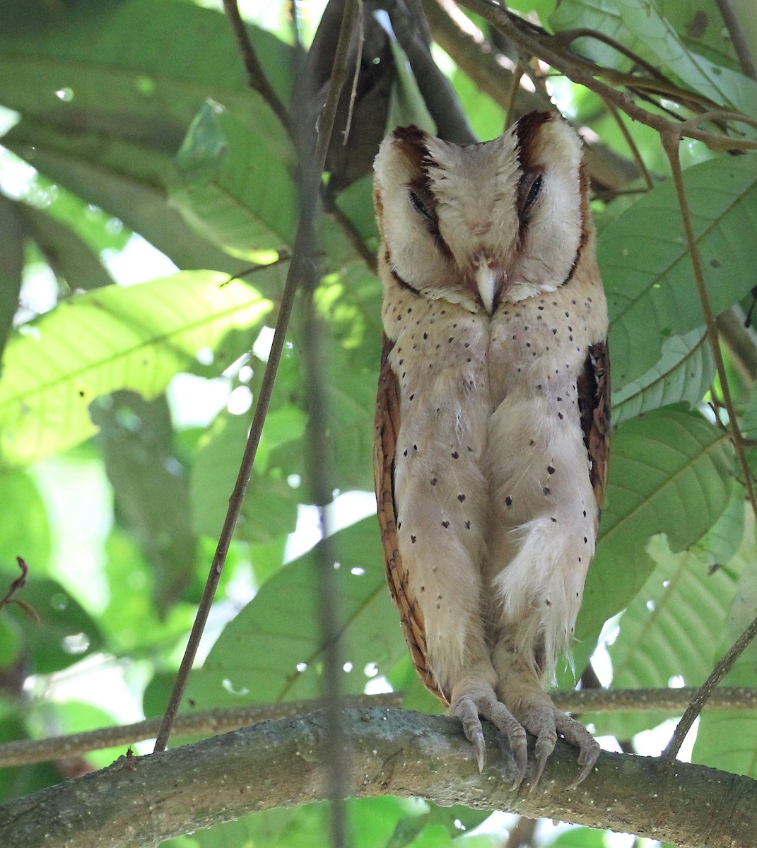 Sri Lanka Bay-Owl - ML197966811