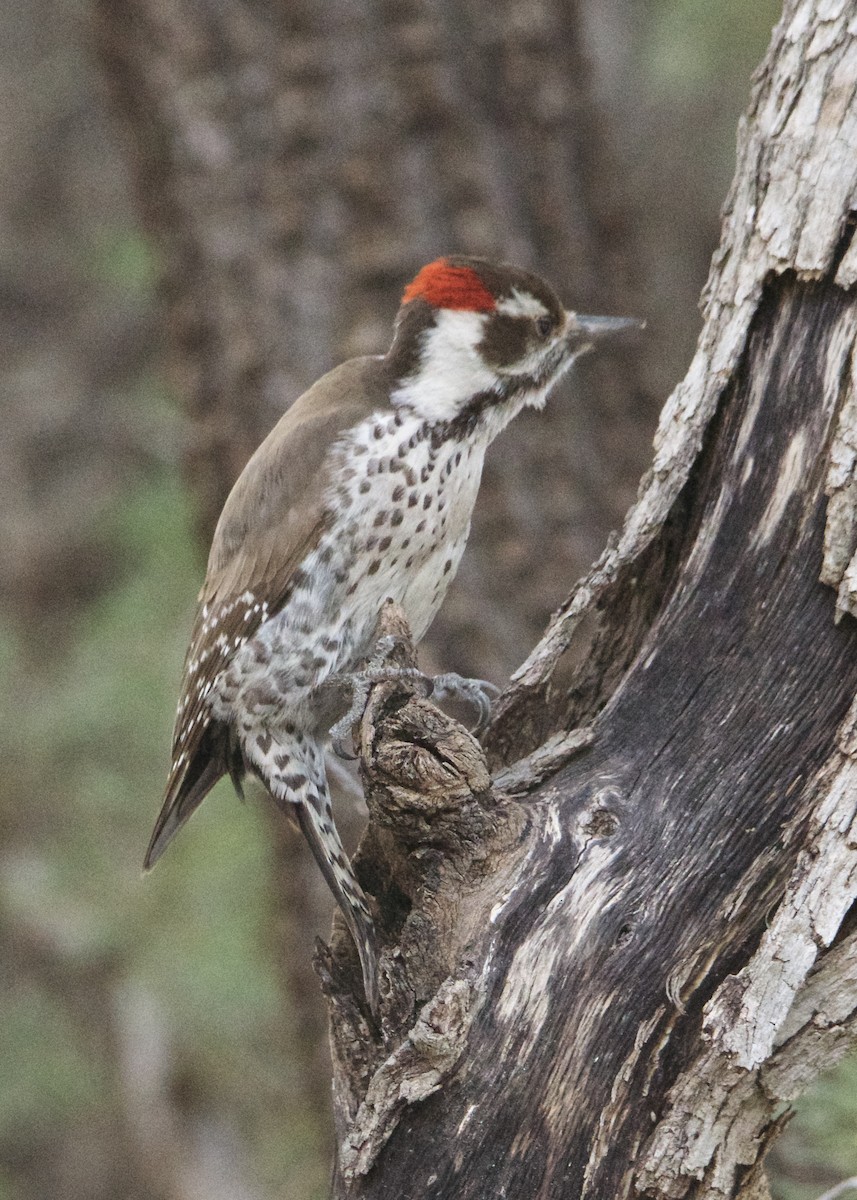 Arizona Woodpecker - ML197966841