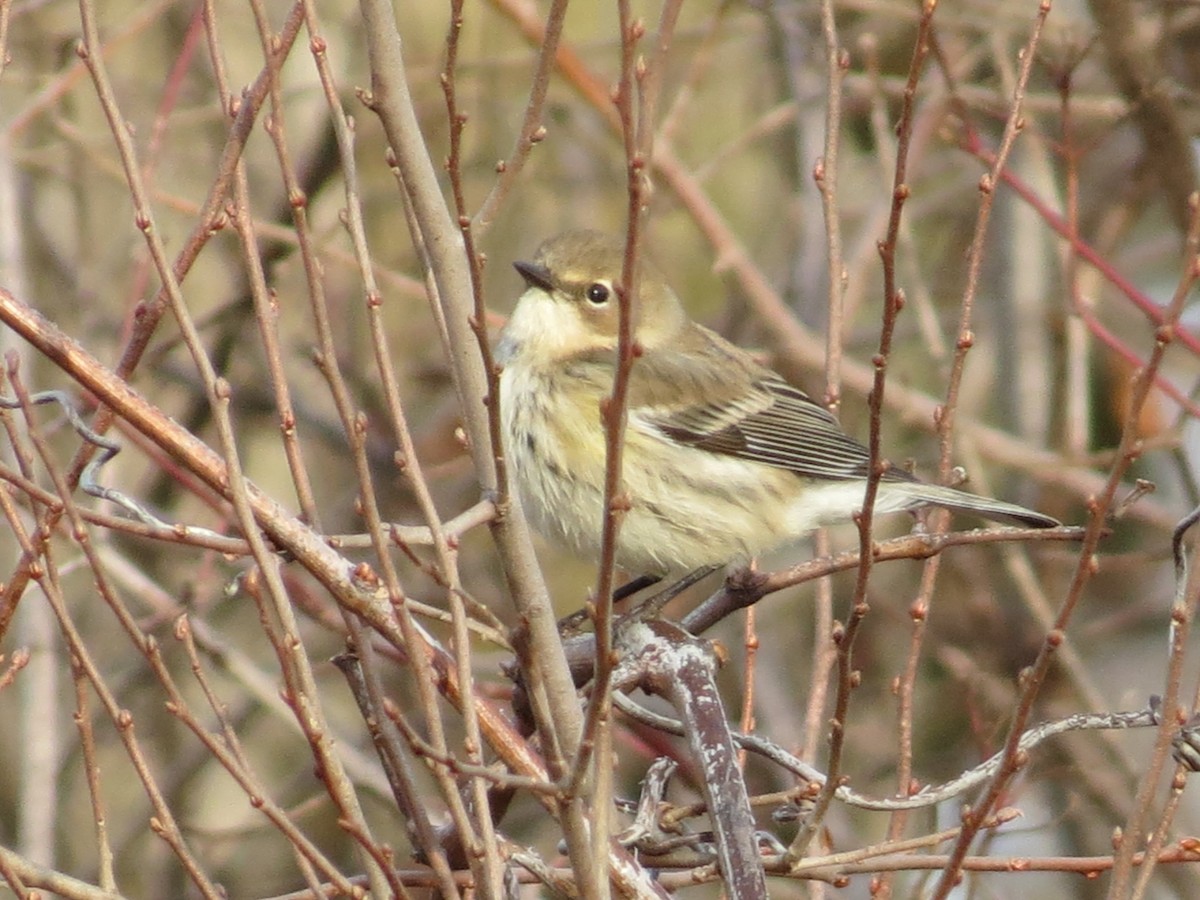 Yellow-rumped Warbler (Myrtle) - ML197968361