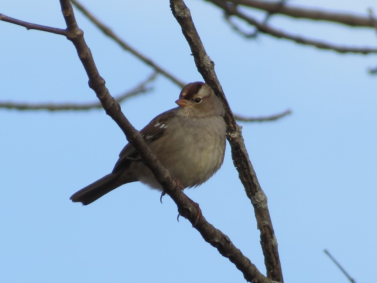 White-crowned Sparrow - ML197968631