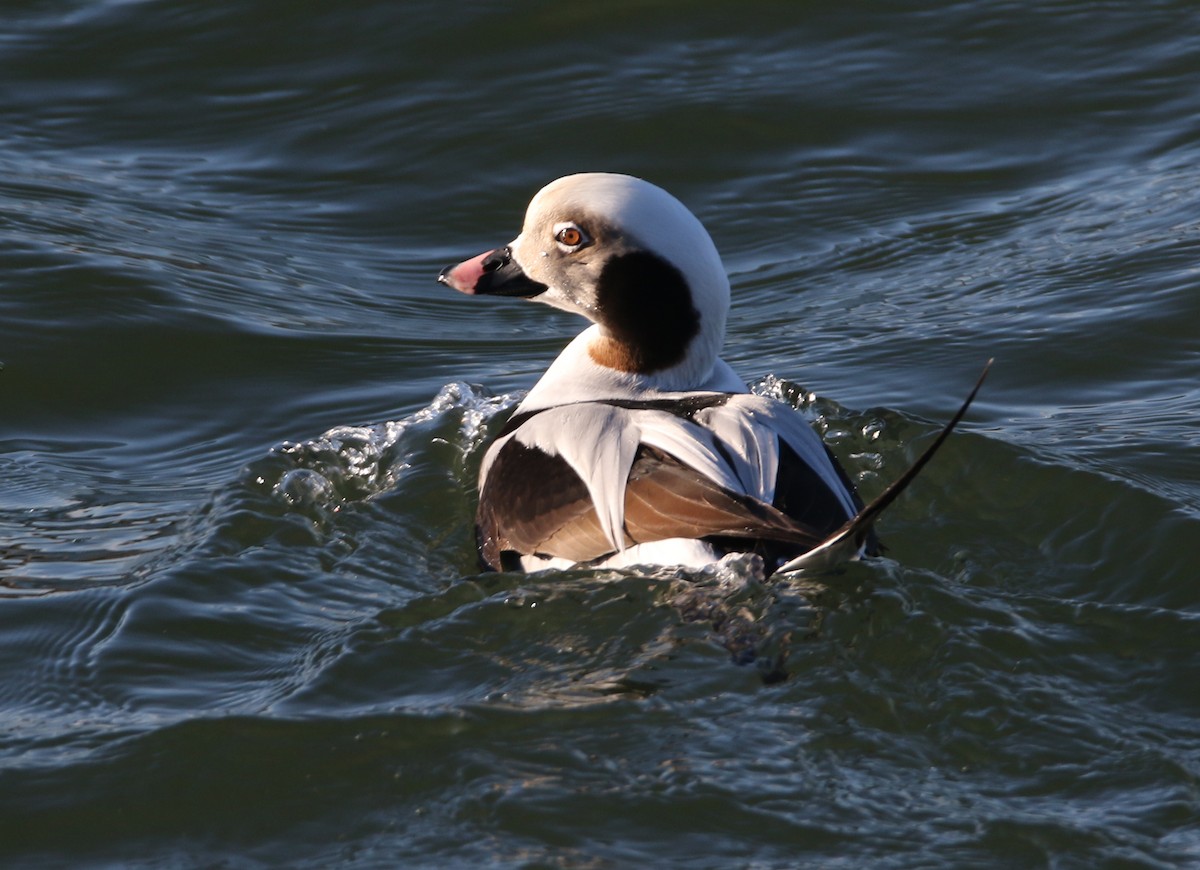 Long-tailed Duck - H. Resit Akçakaya