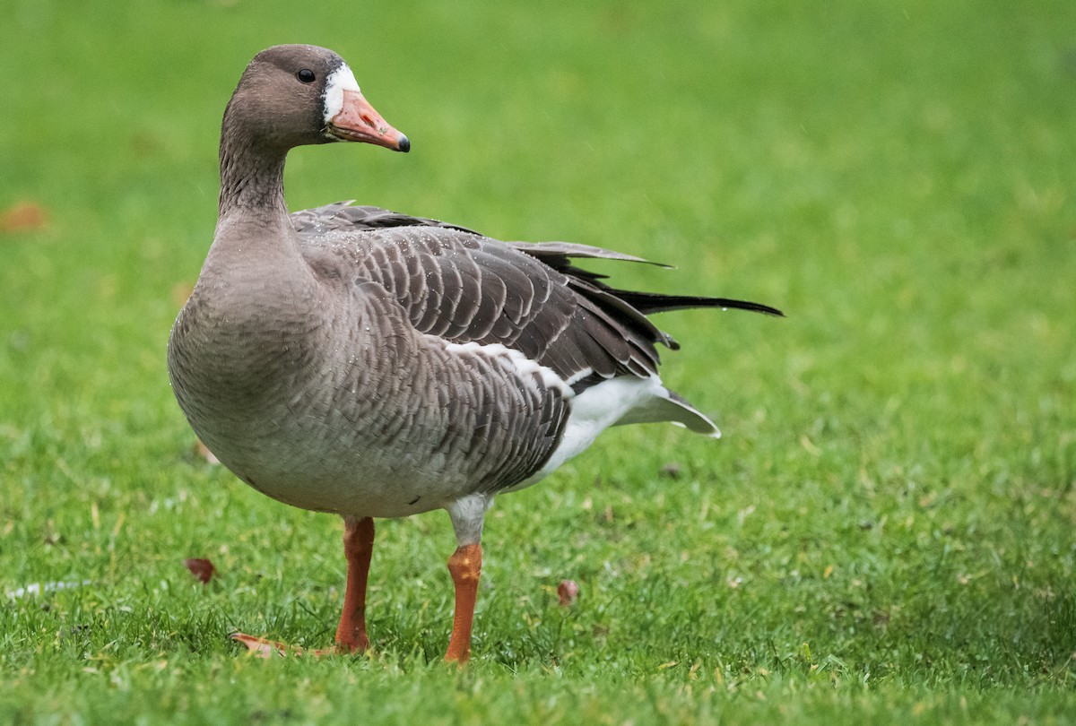 Greater White-fronted Goose - ML197974561