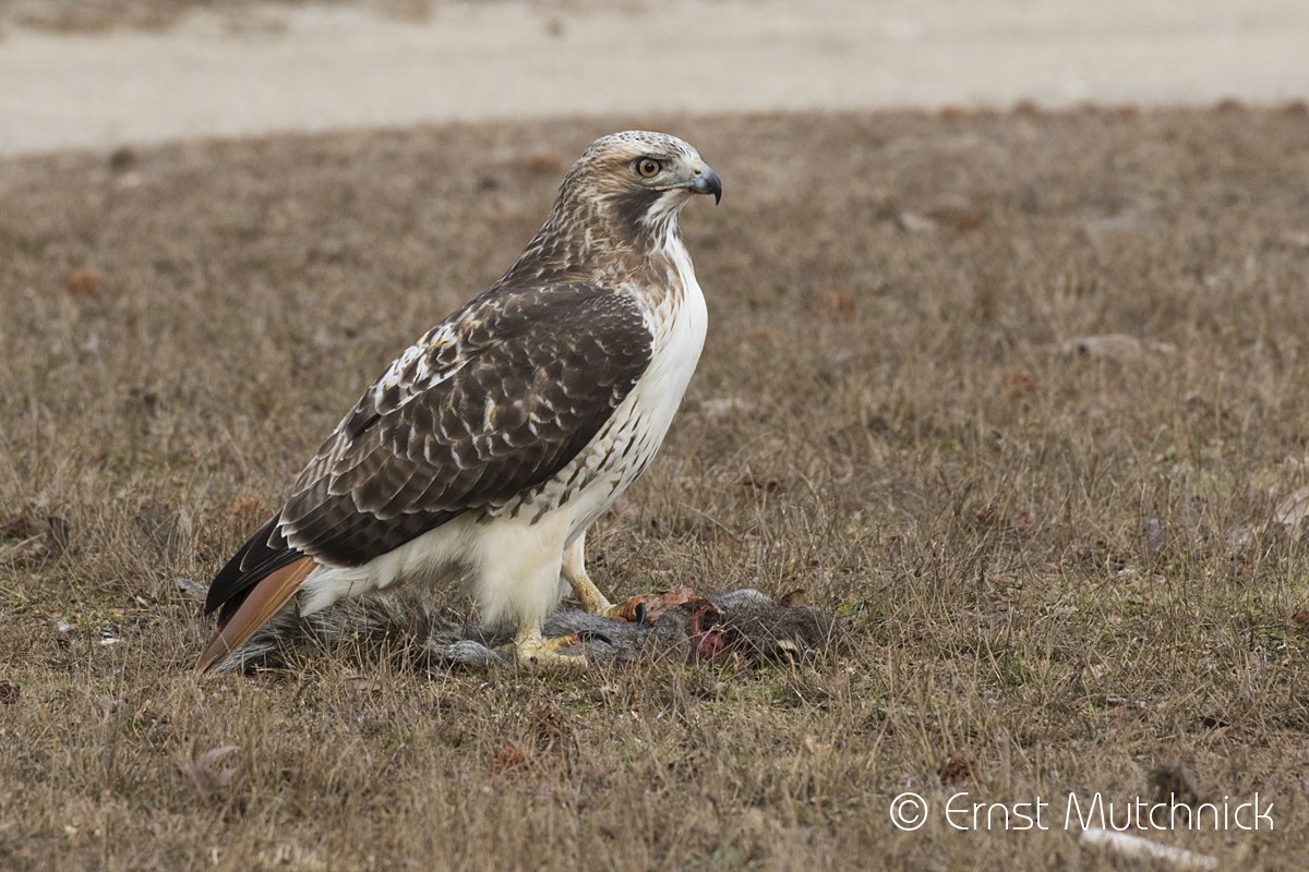 Red-tailed Hawk - ML197976981