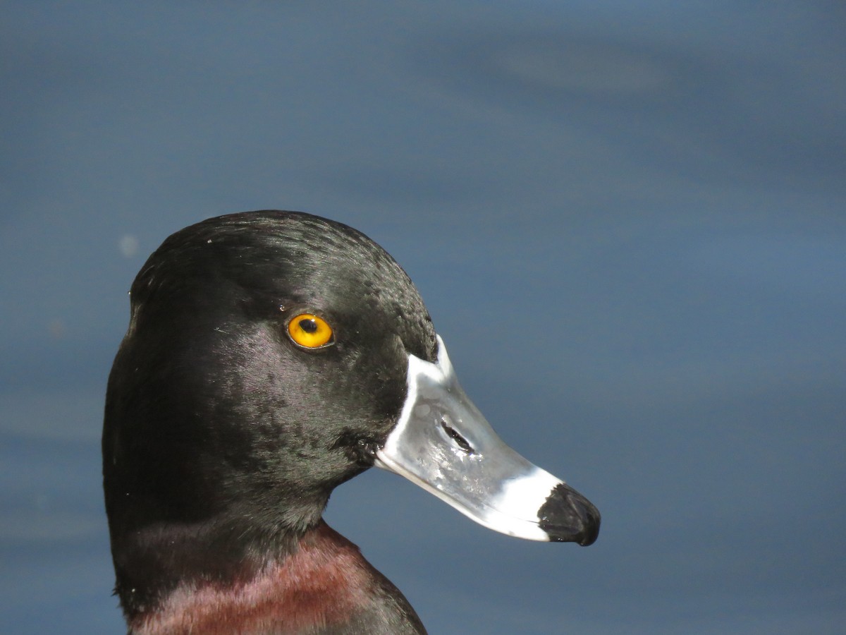Ring-necked Duck - ML197981451
