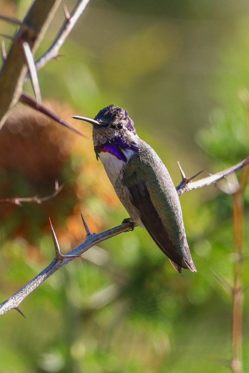 Costa's Hummingbird - Gerardo Marrón