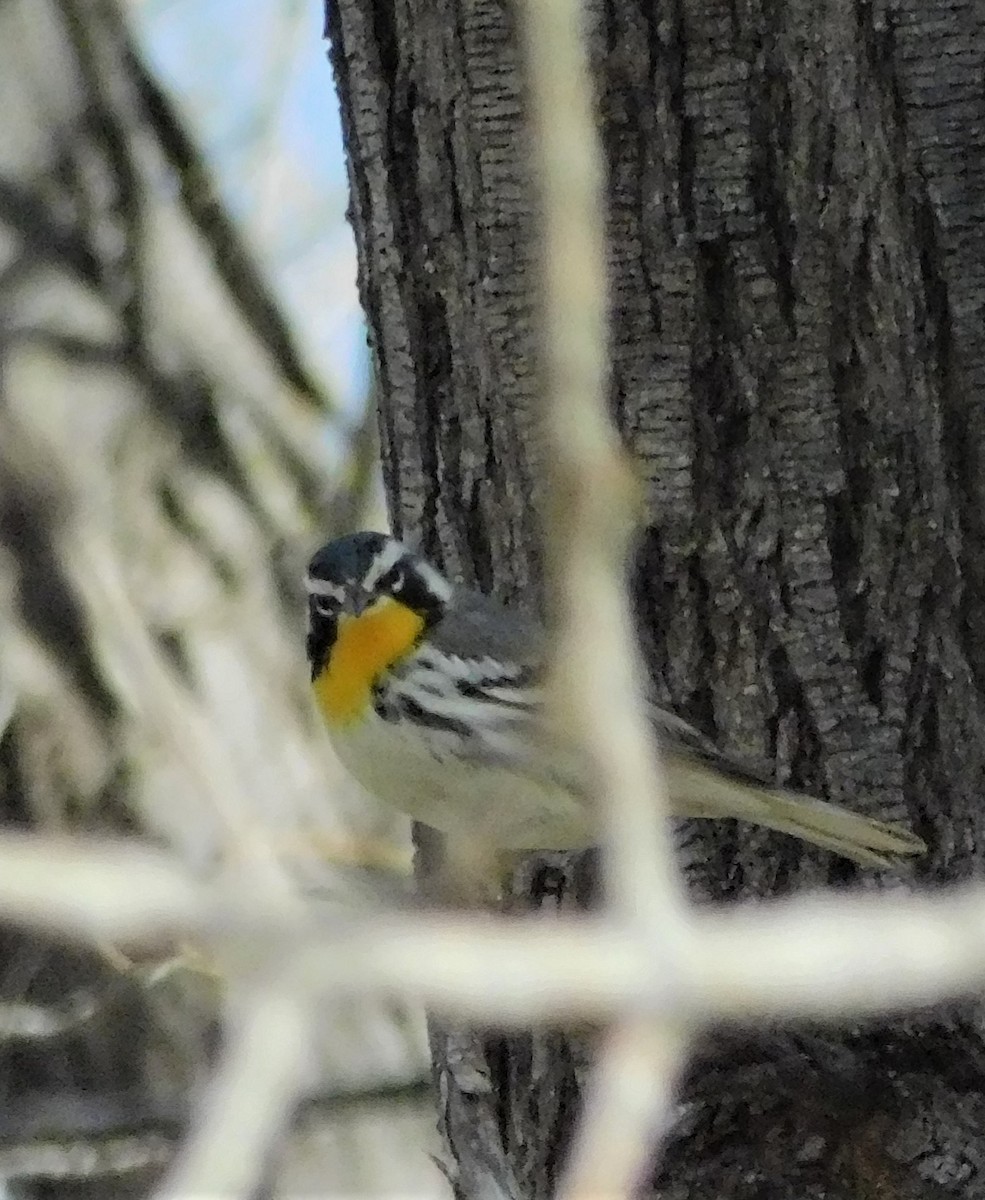 Yellow-throated Warbler - ML197997041