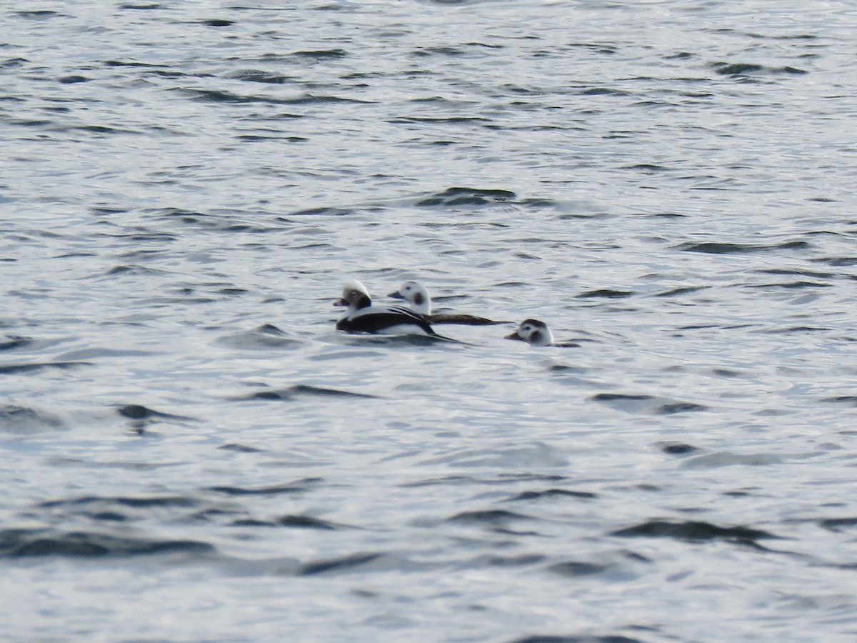 Long-tailed Duck - ML197997211