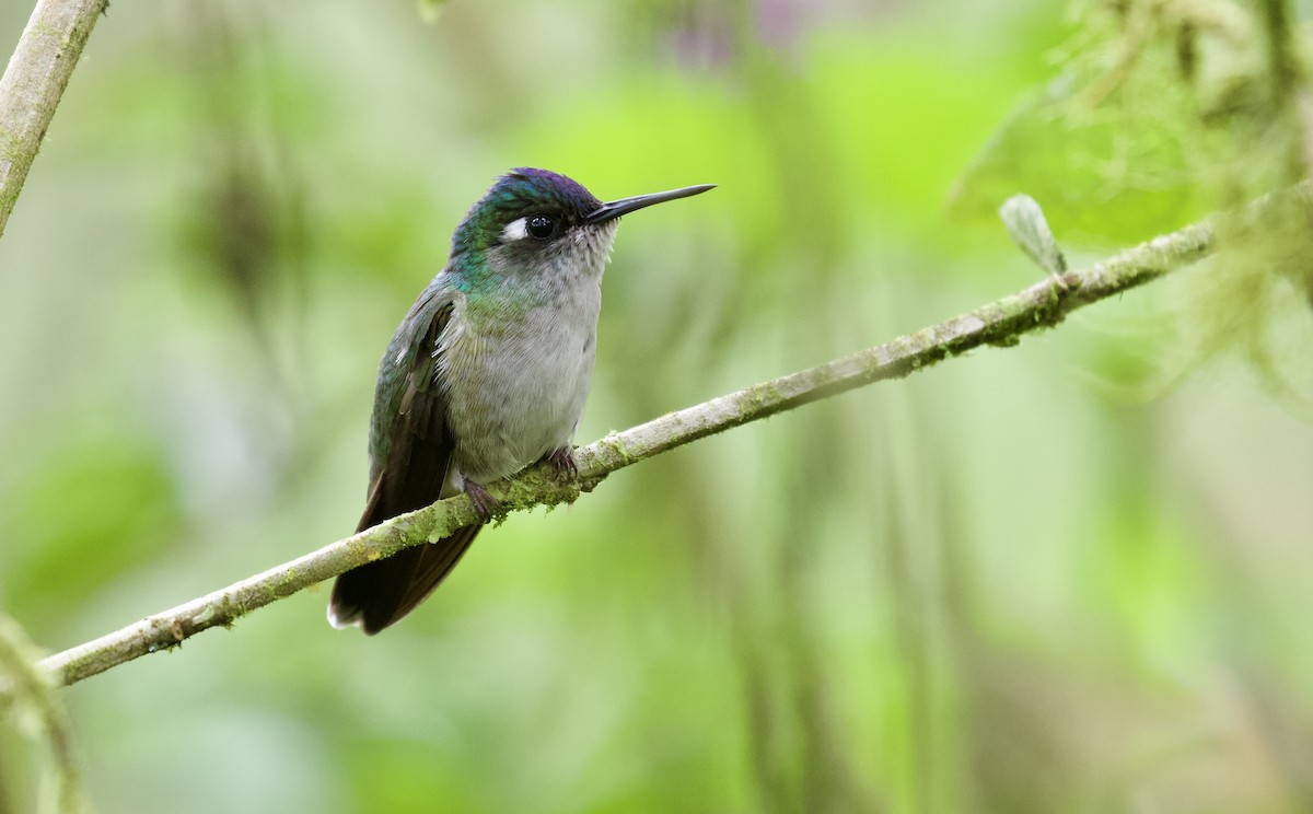 Violet-headed Hummingbird - Lance Runion 🦤