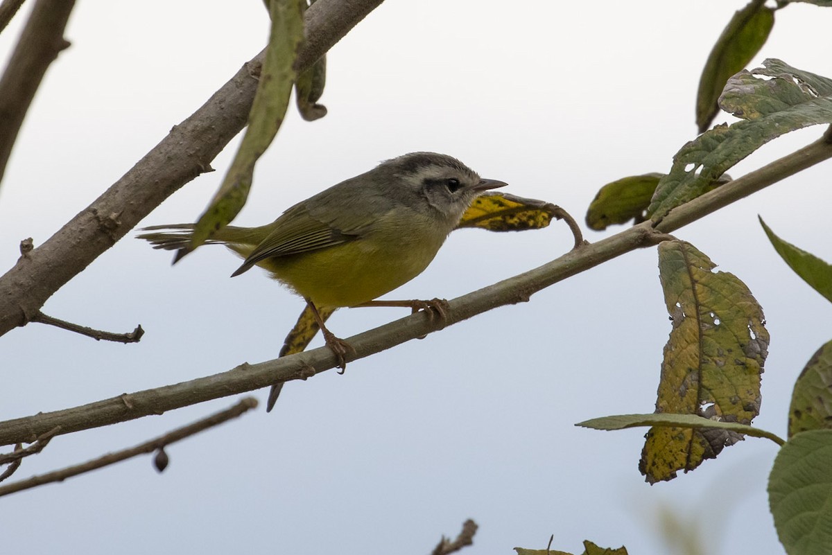 Three-banded Warbler - Michael Todd